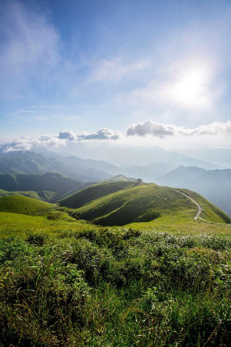 逃离棕榈树森林